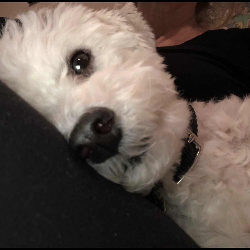My rescue Bichon, Jack. ❤️